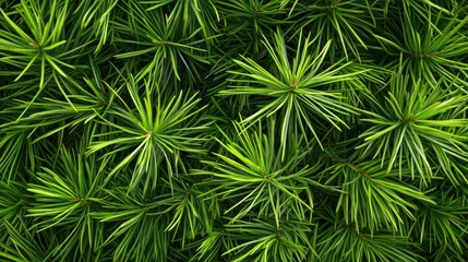 Obraz premium Close-up view capturing vibrant summer green pine needles, emphasizing their vivid color and texture. Perfect for nature-themed projects with ample copy space for text.