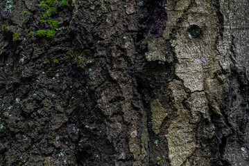 bark of tree looks like face