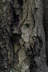bark of tree looks like face