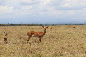 Safari in Kenya