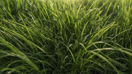 Obraz premium Seamless grass texture, lush green tones, fine and realistic blades of grass, natural uneven patterns, sunlight highlights, perfect for outdoor landscapes or environmental design, 4K resolution, photo