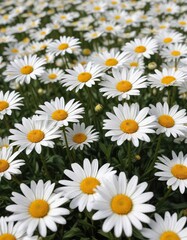 Fototapeta premium Field of white daisies dotted with golden centers, beauty., white, spring