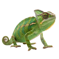 Obraz premium Green Chameleon isolated on transparent background cutout, Png, Cutout