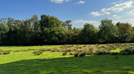A lush green meadow stretches beneath a clear blue sky, bordered by a line of dense trees. Soft...