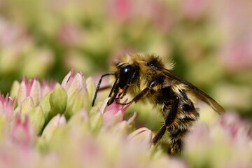 Close-up of bee on pink flowers