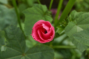 Lavatera flower close-up after the rain. Lavatera (lat. Lavatera) blooms on the lawn in the garden.