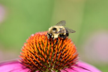 Close-up bee on an orange flower