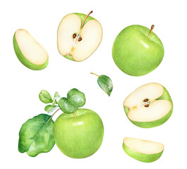 Watercolor illustation of a whole green ripe apple with leaves, fruit parts and slices
