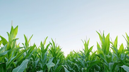 Obraz premium Harvesting corn fields in rural america a vibrant crop growth showcase under clear skies