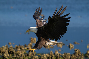 bald eagle in flight