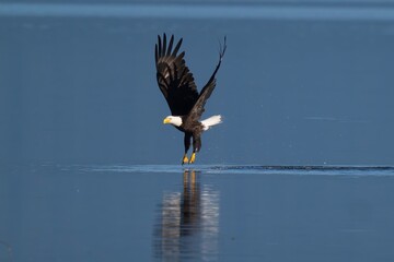 american bald eagle