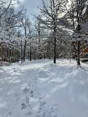 snow covered trees in the park