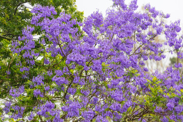 Obraz premium Photograph of a large Jacaranda tree with colourful violet blossoms in a domestic garden in the Blue Mountains in New South Wales, Australia.
