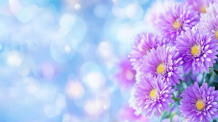 Obraz premium Purple chrysanthemum flowers blooming against a dreamlike blue and white bokeh background.