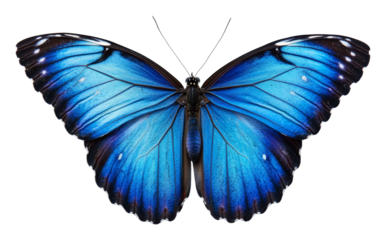 Vibrant blue morpho butterfly with detailed wing patterns, isolated. Nature and biodiversity concept