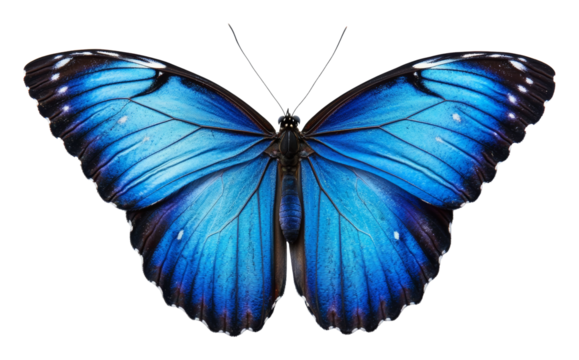 Vibrant blue morpho butterfly with detailed wing patterns, isolated. Nature and biodiversity concept