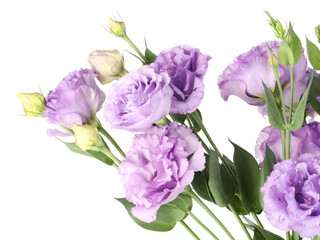 Beautiful violet eustoma flowers with green leaves isolated on white