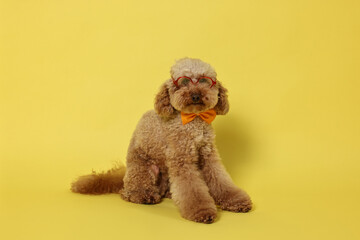Cute Toy Poodle dog wearing bow tie and glasses on yellow background