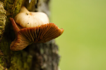 mushrooms growing on a tree stump, close-up of mushrooms on a dead tree, brown mushrooms surrounded by green background