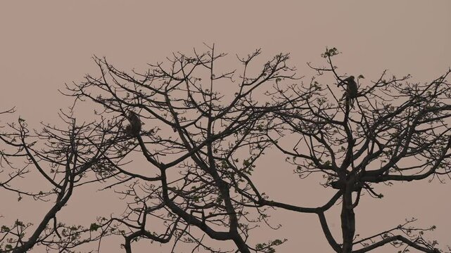 silhouette of a tree monkey langoor on it, Valmiki Tiger  Reserve, River Gandak, Champaran, Bihar India
