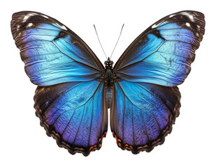 Obraz premium Blue morpho butterfly with detailed wings, isolated on transparent background. Exotic insect and nature concept