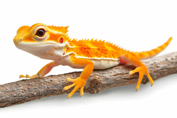 Obraz premium Vibrant Orange Gecko on Natural Wood Branch Against White Background