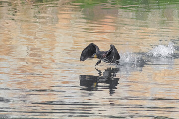Fototapeta premium Douro river cormorant taking off