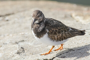 Beautiful turnstone portrait