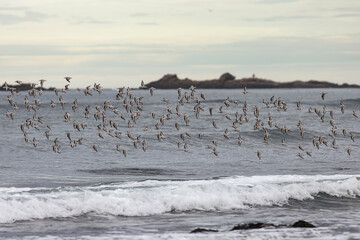 Flock of sanderlings in flight