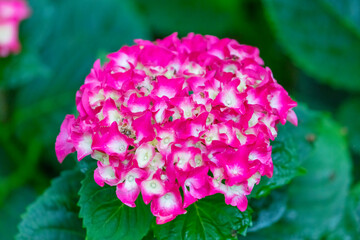 Obraz premium Photograph of a blossoming pink Hydrangea flower in a domestic garden in the Blue Mountains in New South Wales, Australia.