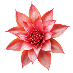 isolated illustration of ropical red flower