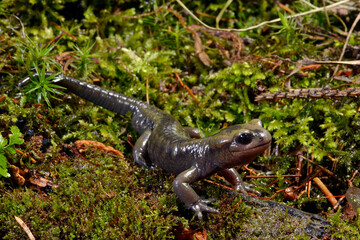 Spanischer Feuersalamander // Fire salamander (Salamandra salamandra alfredschmidti)  - Tendi-Tal, Asturien, Spanien