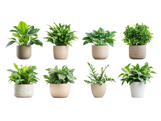 Collection of various houseplants displayed in ceramic pots isolated on transparent background.