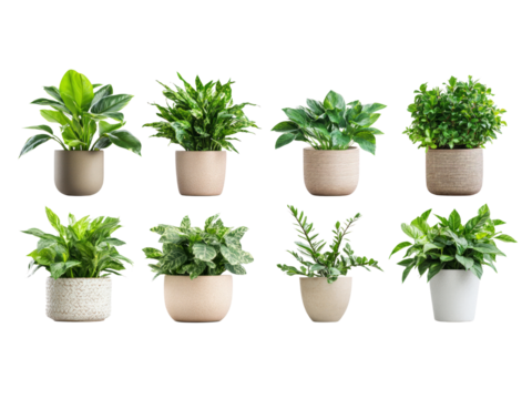 Collection of various houseplants displayed in ceramic pots isolated on transparent background.