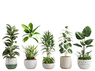 Collection of various houseplants displayed in ceramic pots isolated on transparent background.