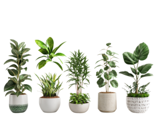 Collection of various houseplants displayed in ceramic pots isolated on transparent background.
