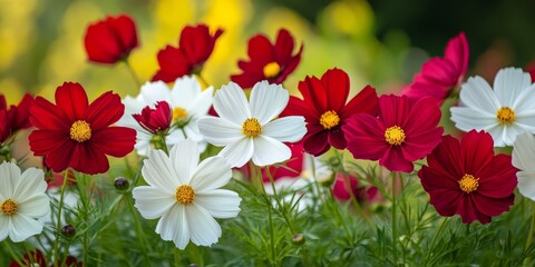 Obraz premium Vibrant white and red cosmos flowers blooming beautifully in the garden, showcasing their stunning colors and intricate details in a serene garden setting rich with nature s beauty.