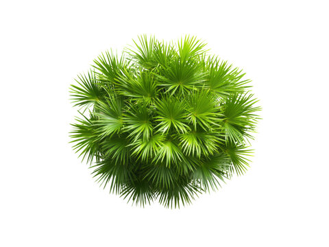 Top view of saribus rotundifolius palm tree isolated on transparent background.