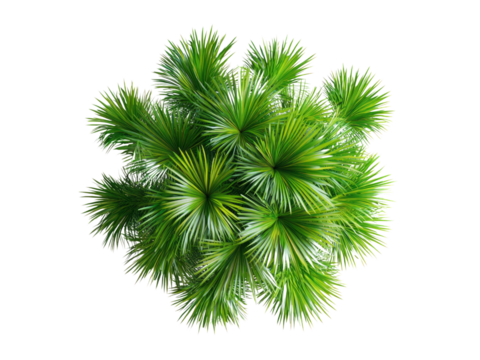 Top view of saribus rotundifolius palm tree isolated on transparent background.