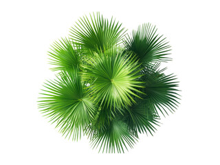 Top view of saribus rotundifolius palm tree isolated on transparent background.