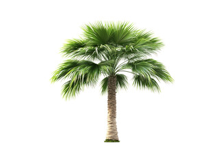 Washingtonia filifera palm tree isolated on transparent background.