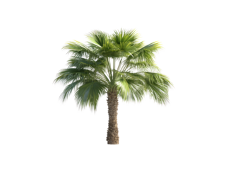 Washingtonia filifera palm tree isolated on transparent background.
