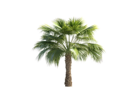 Washingtonia filifera palm tree isolated on transparent background.