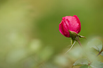 pink rose still closed, beautiful rose with raindrops, pink rosebud opening surrounded by a green background, blossom with raindrops