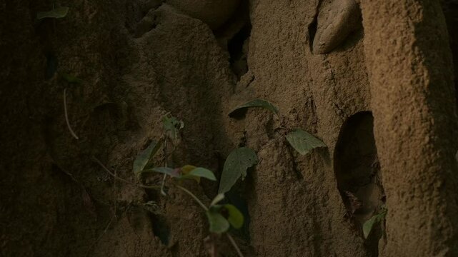 Termite Mounds in the Forest, Valmiki Tiger Reserve, Champaran, Bihar, India