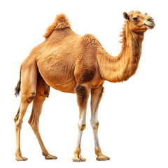 camel isolated on white