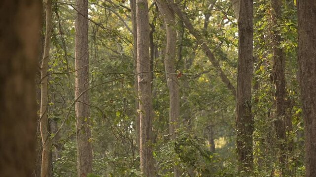 Dense Sal forest habitat in Valmiki Tiger Reserve, Bihar. Natural woodland ecosystem supporting Bengal tigers and endangered Indian wildlife in West Champaran.