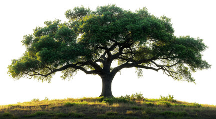 Fototapeta premium Majestic Oak at Dawn: A solitary oak tree stands tall and proud against a bright sky, its branches reaching towards the heavens. A symbol of strength, resilience, and enduring nature. 