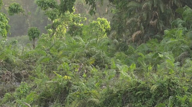 baint cane plant, Valmiki Tiger  Reserve, River Gandak, Champaran, Bihar India