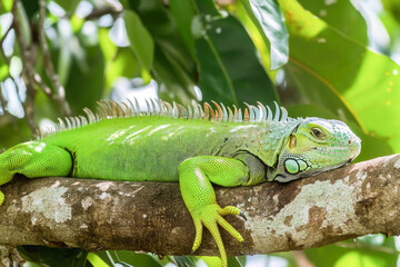 Fototapeta premium Vibrant green iguana resting on tree branch in lush tropical forest